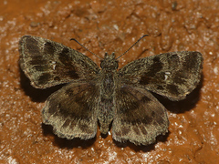 Antigonus minor