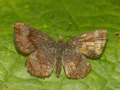 Calephelis aymaran