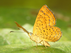 Calephelis aymaran