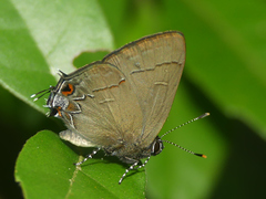 Calycopis bellera