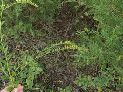 Solidago delicatula