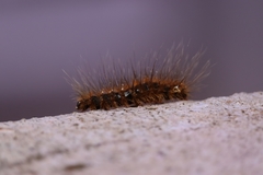 Lepidoptera