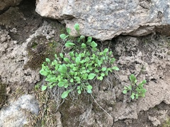Bellium bellidioides
