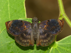 Chiomara mithrax