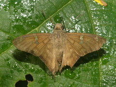 Ectomis octomaculata