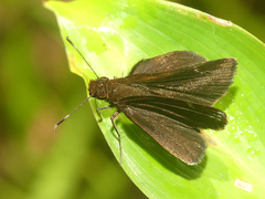 Ginungagapus ranesus