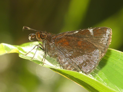 Ginungagapus ranesus