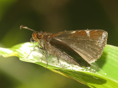 Ginungagapus ranesus