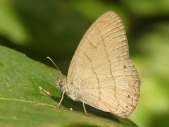 Hermeuptychia gisella
