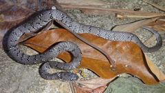 Pareas margaritophorus