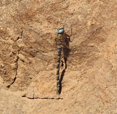 Rhionaeschna brevifrons