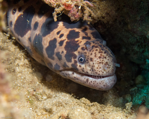 Tiger Reef Eel
