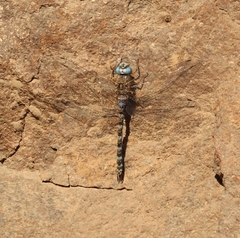 Rhionaeschna brevifrons