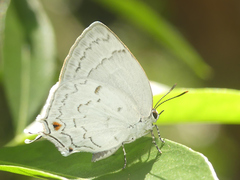 Ostrinotes sophocles