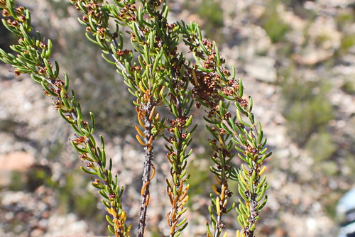 Image of Erica coarctata by no rights reserved