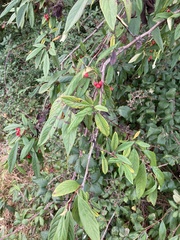 Cotoneaster