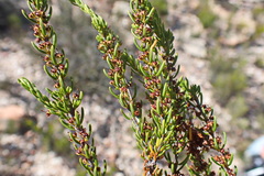 Compact Heath (Erica coarctata)