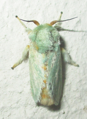 Coenobasis