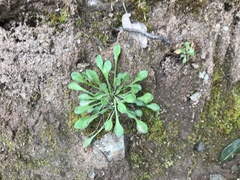 Bellium bellidioides