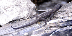 Gonatodes albogularis albogularis