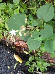 Clerodendrum infortunatum