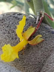 Parkinsonia texana texana