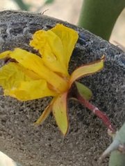 Parkinsonia texana texana