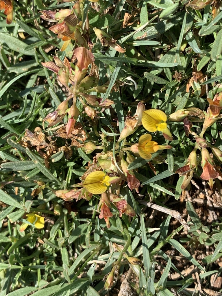 Listia heterophylla