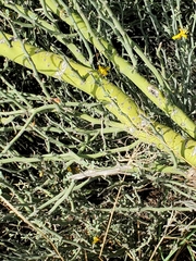 Parkinsonia texana texana