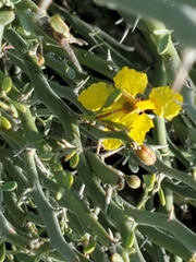 Parkinsonia texana texana