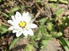 Perezia multiflora sonchifolia