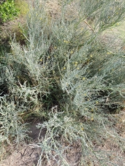 Parkinsonia texana texana