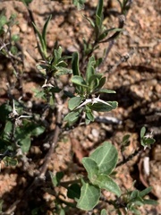 Barleria virgula