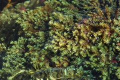 Ericaria selaginoides