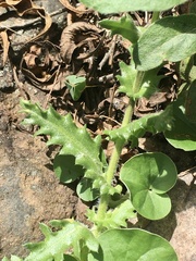 Perezia multiflora sonchifolia