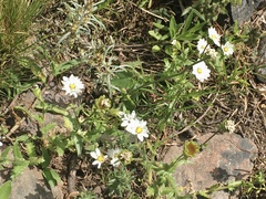 Perezia multiflora sonchifolia