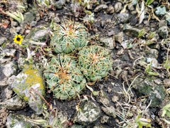 Coryphantha cornifera
