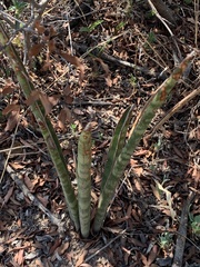 Sansevieria aethiopica