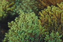 Ericaria selaginoides
