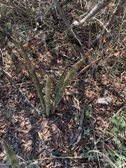 Sansevieria aethiopica