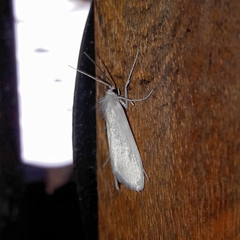 Rupela albinella