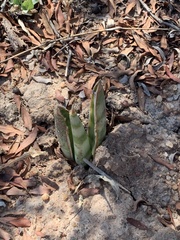 Sansevieria aethiopica