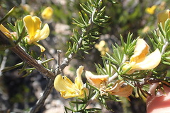 Aspalathus hirta hirta