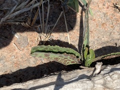Drimiopsis burkei