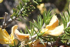 Aspalathus hirta hirta