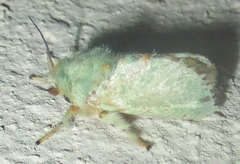 Coenobasis