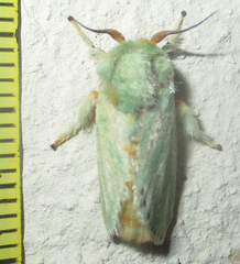 Coenobasis