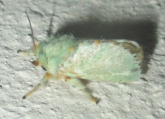 Coenobasis