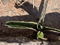 Drimiopsis burkei