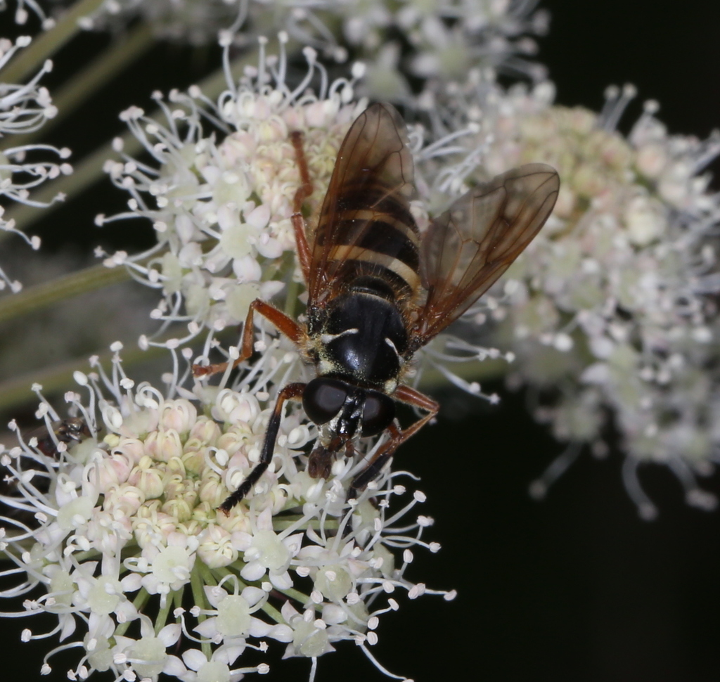 Temnostoma carens